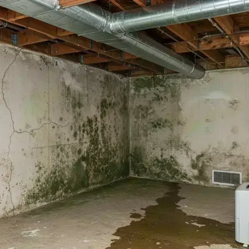 Professional Mold Removal in Greenup, KY